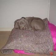 Weimaraner Baghera