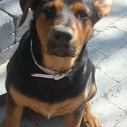 Rottweiler PEJSE