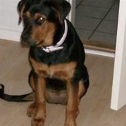 Rottweiler PEJSE