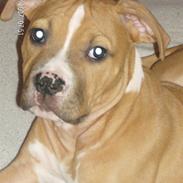 Amerikansk staffordshire terrier Miklo