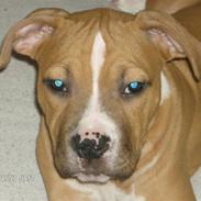Amerikansk staffordshire terrier Miklo