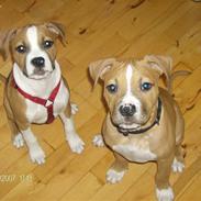 Amerikansk staffordshire terrier Miklo