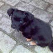 Blanding af racer tyson