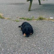 Blanding af racer tyson