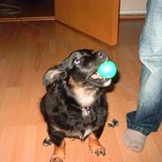 Blanding af racer tyson