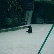 Blanding af racer tyson