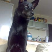 Blanding af racer Nikita