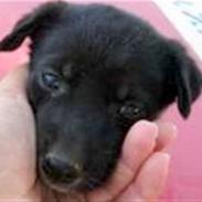 Blanding af racer Nikita