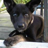 Blanding af racer Nikita