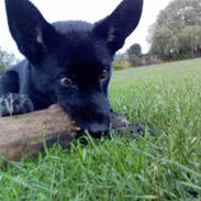 Blanding af racer Nikita