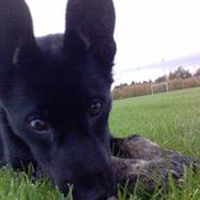 Blanding af racer Nikita