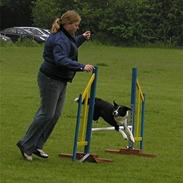 Border collie tikki <3 R.I.P <3