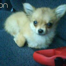 Chihuahua Baby