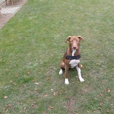 Blanding af racer Nisha