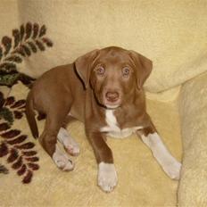 Blanding af racer Nisha