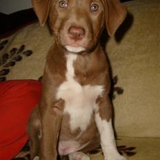 Blanding af racer Nisha