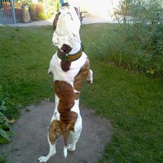 Amerikansk bulldog Bali