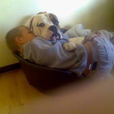 Amerikansk bulldog Bali