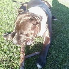 Amerikansk staffordshire terrier cezar