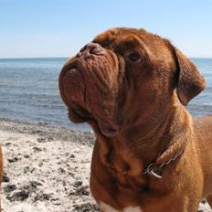 Dogue de bordeaux Bronko R.I.P.