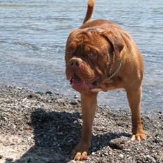 Dogue de bordeaux Bronko R.I.P.