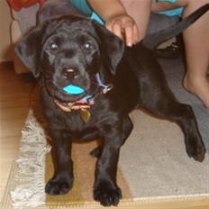 Labrador retriever vaava