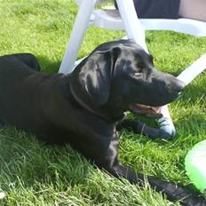 Labrador retriever vaava