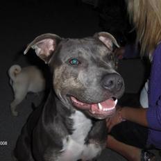 Amerikansk staffordshire terrier Thorvald