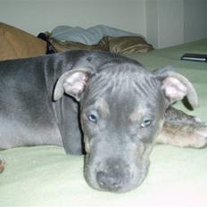 Amerikansk staffordshire terrier Thorvald