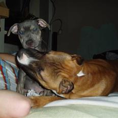 Amerikansk staffordshire terrier Thorvald