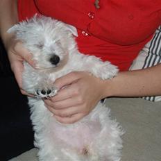 West highland white terrier Frida