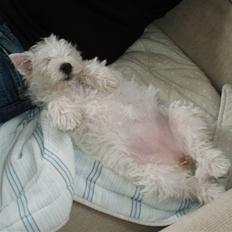 West highland white terrier Frida