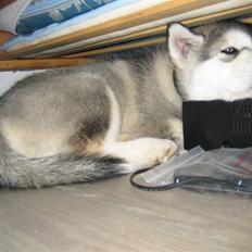 Alaskan malamute Bowie