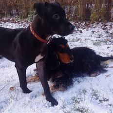 Cocker spaniel Amigo