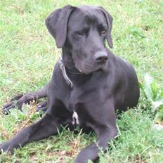 Blanding af racer Sally