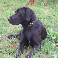 Blanding af racer Sally