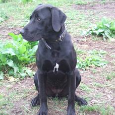 Blanding af racer Sally