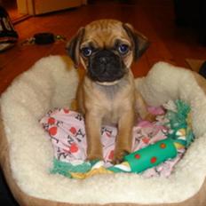 Blanding af racer Fie