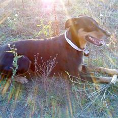 Blanding af racer Laika