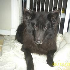 Groenendael Black Mira...  R.I.P <3