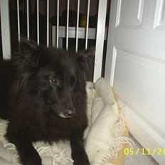 Groenendael Black Mira...  R.I.P <3