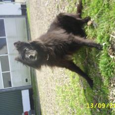 Groenendael Black Mira...  R.I.P <3