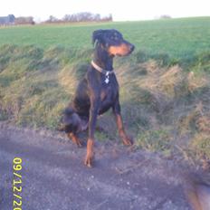 Dobermann Ally *R.I.P*
