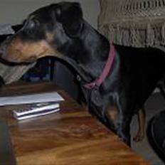 Dobermann Ally *R.I.P*