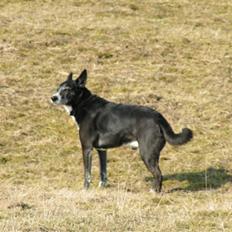 Blanding af racer R.I.P. min elskede max 