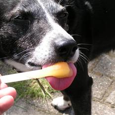 Blanding af racer R.I.P. min elskede max 