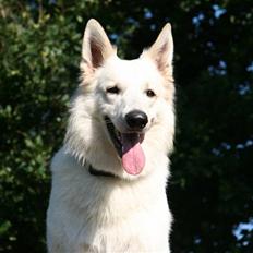 Hvid Schweizisk Hyrdehund Zero