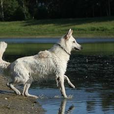 Hvid Schweizisk Hyrdehund Zero