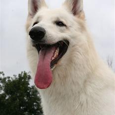 Hvid Schweizisk Hyrdehund Zero