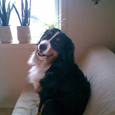 Berner sennenhund Magnus